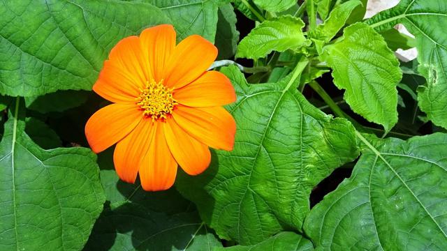 Kegunaan Daun Insulin