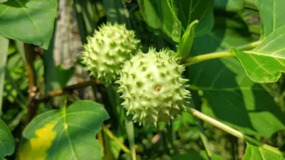 Bahaya Buah Kecubung