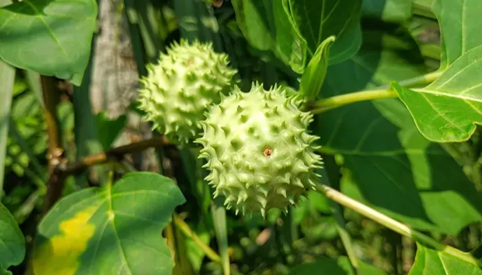 Bahaya Buah Kecubung