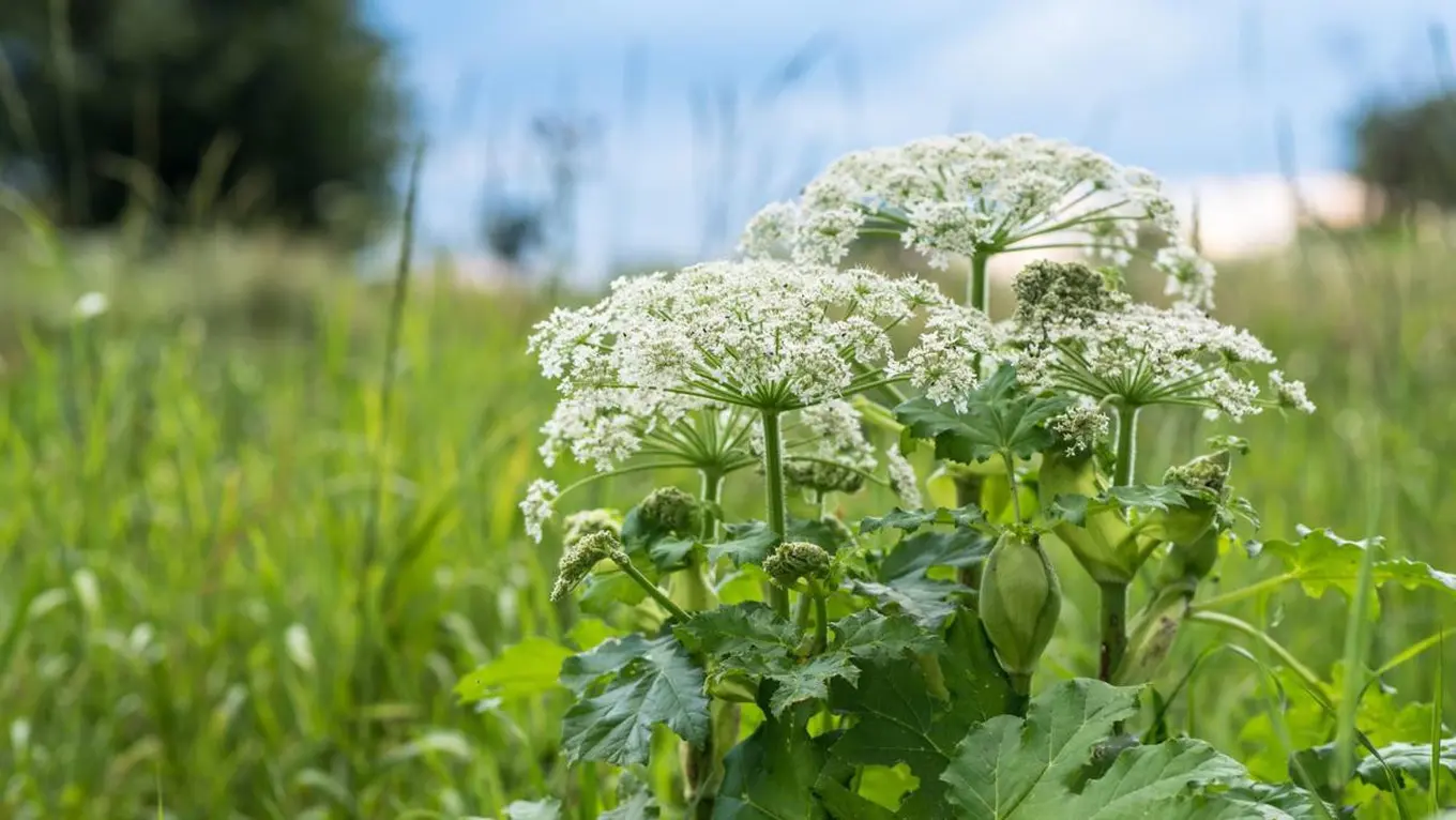 Bahaya Giant Hogweed