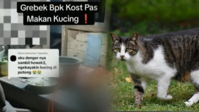 Bahaya Makan Daging Kucing