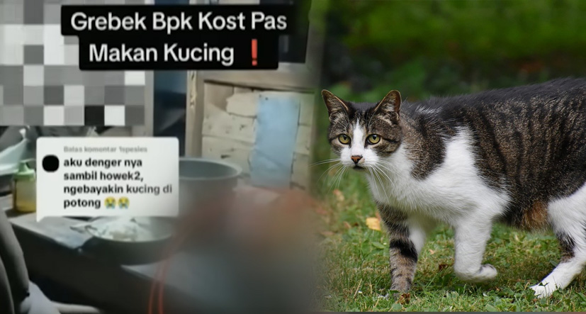 Bahaya Makan Daging Kucing