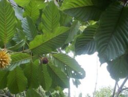 Polemik Ekspor Daun Kratom di Tengah Usulan Klasifikasi sebagai Narkoba