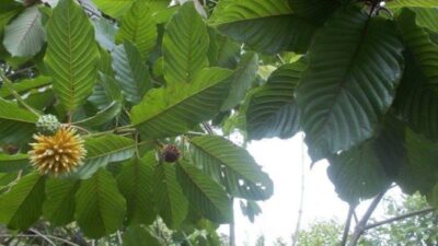 Daun Kratom