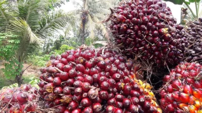 Harga Tanda Buah Segar Sawit Riau