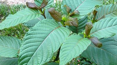 Kratom Dilarang