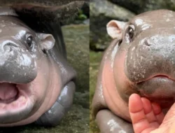 Moo Deng, Bayi Kuda Nil Kerdil Menjadi Sensasi di Dunia Maya