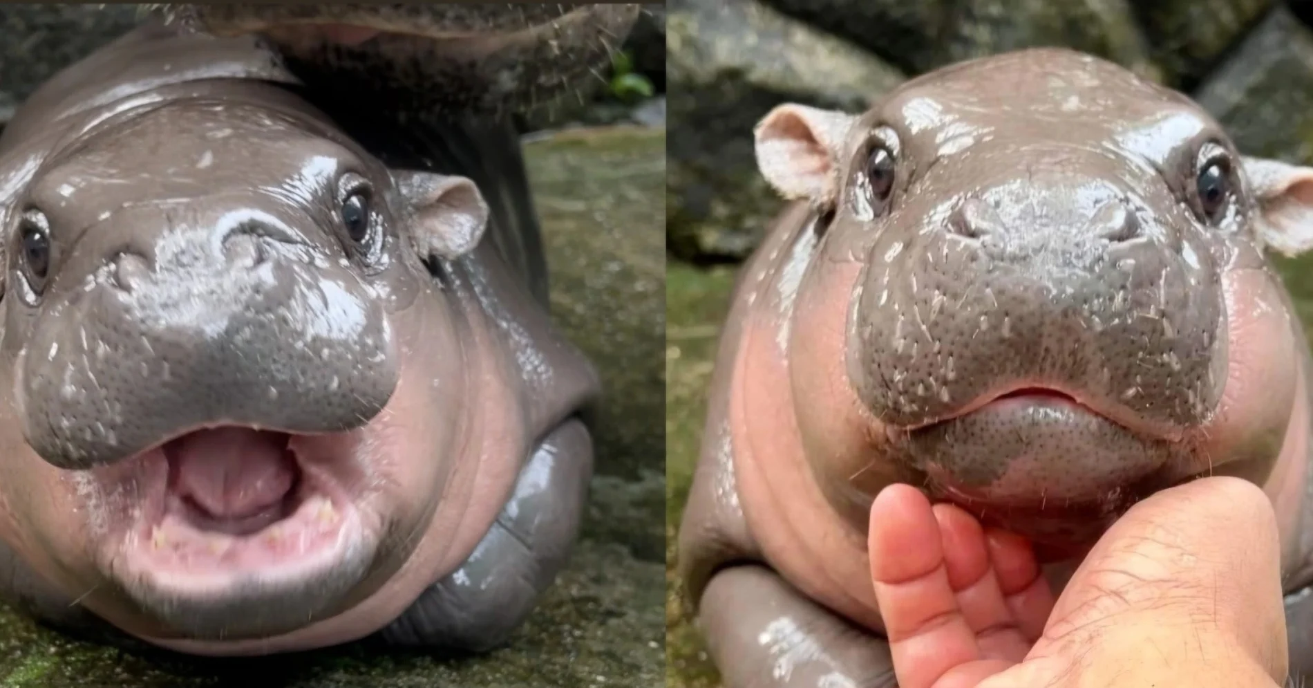 Moo Deng, Bayi Kuda Nil Kerdil