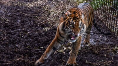 Pekerja Kayu Selamat dari Serangan Harimau di Siak