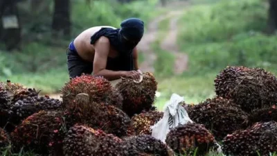 Mencuri Buah Sawit